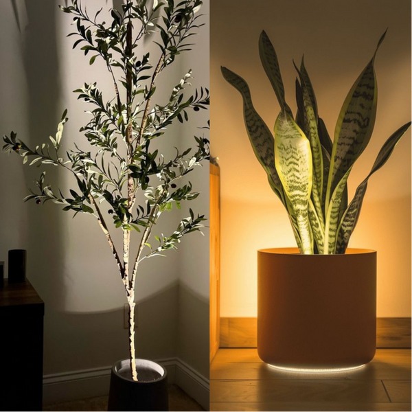 Flora Sfeerspot voor Planten en Interieur